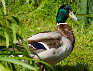 Mallard Duck