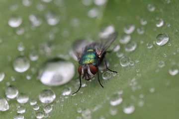 Fliege auf Blatt