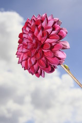 dahlia rose