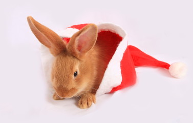 The rabbit on a white background