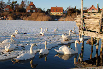 Mute swans on ice in winter