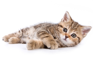 British kittens on white backgrounds