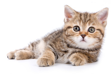 Fototapeta premium British kittens on white backgrounds
