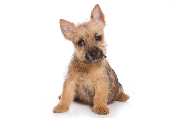 Terrier puppy isolated on white