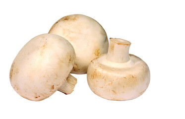 Three edible mushrooms