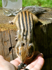 Установление контакта с бурундуком (Chipmunk)