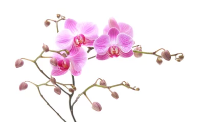 Zelfklevend Fotobehang Orchidee pink stripy phalaenopsis orchid isolated on white
