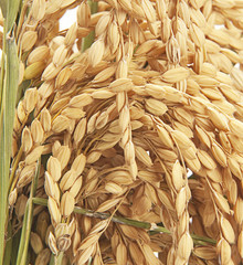 granos de arroz II
