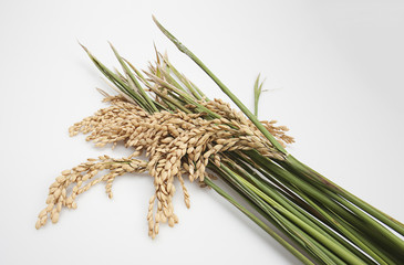 Espigas de Arroz maduro