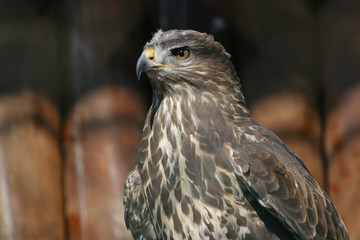 Eagle