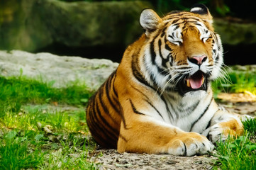 Tiger (Panthera tigris)