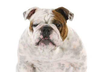 Fototapeta premium english bulldog