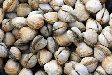 coques de mer