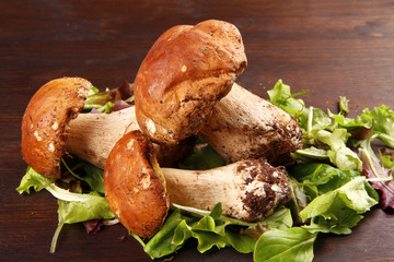 porcini