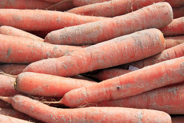 carottes des sables