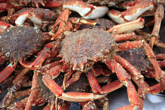 araign&eacute;es de mer