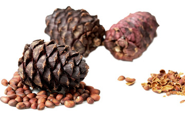 pine cone on a white background. isolated object