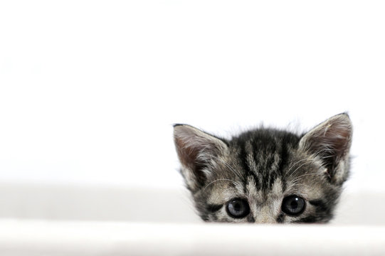 Katze im W&auml;schekorb