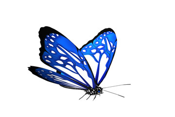 Fototapeta na wymiar Papillon bleu isolé sur fond blanc