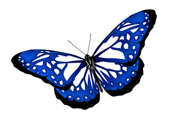 Fototapeta na wymiar Beau papillon bleu isolé sur fond blanc