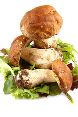 porcini