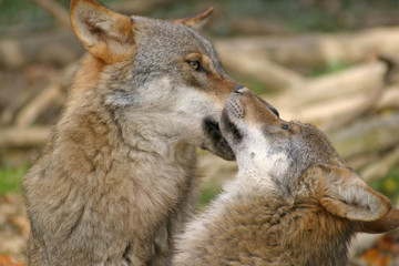 Naklejka premium Two wolves playing
