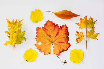 Obraz premium Collection of autumn leaves