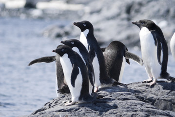 Adelie Penguin Colony