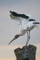 wood stork taking flight