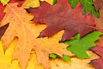 Naklejka na ściany i meble close up of colorful autumn leaves. Perfect for seasonal use