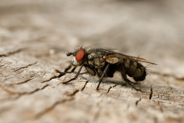 Macro photo of a fly on a wood surface
