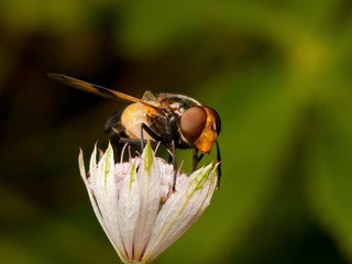 Hover fly, Volucella pellucens, in an Astrantia Major flower
