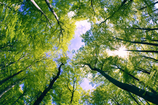 Opening between branches..