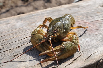 ракообразные