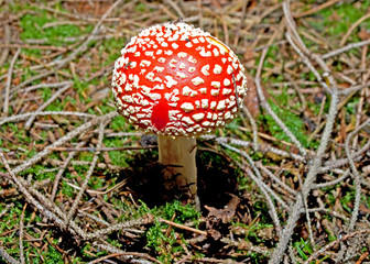 Fliegenpilz