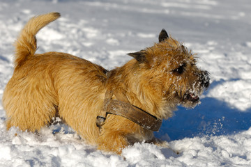 Dog in snow