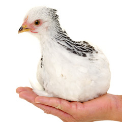 Chicken in hand