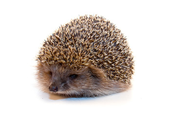 Hedgehog