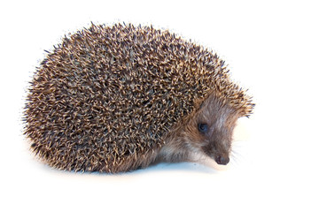 Hedgehog