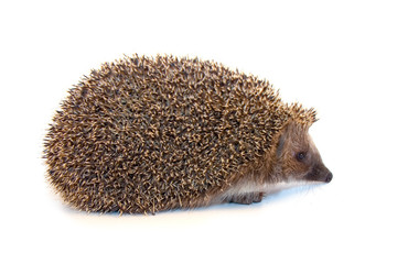 Hedgehog
