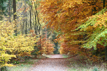 Autumn forest