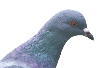wood pigeon isolated on white
