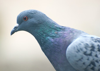 wood pigeon