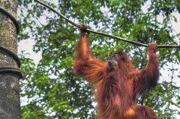 Swinging Orangutan © Salvador Manaois III