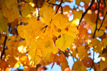 Close up of branch with yellow fall leaves on blue sky backgroun