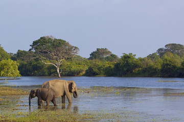Fototapeta na wymiar Matka i dziecko słonia