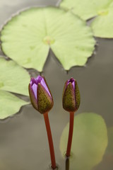 Purple lotus budding