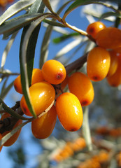 Sea-buckthorn twig