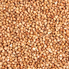 buckwheat;