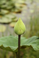 Green lotus flower